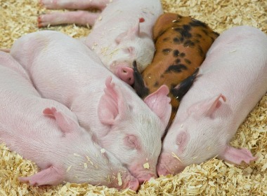 養豬人必看！仔(zai)豬斷奶應激原理(lǐ)、影響因素及預防(fáng)方法！