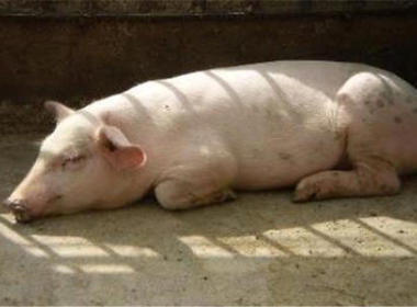 母豬産(chǎn)後厭食的防治