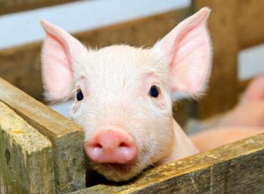 豬飼(sì)料選擇要避開四(sì)大誤區